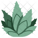 پیش‌نمایش فایل agave-3138590 از پک میوه و سبزیجات