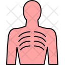 پیش‌نمایش فایل human-ribs-9151929 از پک پزشکی