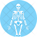 پیش‌نمایش فایل skeleton-10116732 از پک علم