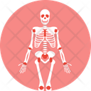 پیش‌نمایش فایل skeleton-10116927 از پک علم