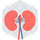 پیش‌نمایش فایل kidneys-68 از پک پزشکی - فلت, بخش 2