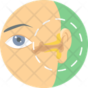 پیش‌نمایش فایل ear-treatment-11172764 از پک پزشکی