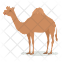 پیش‌نمایش فایل dromedary-9840216 از پک حیوان