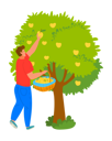 پیش‌نمایش فایل young-man-harvesting-apple-from-tree-8707308 از پک مردم کشاورز