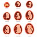 پیش‌نمایش فایل 9-months-of-fetal-growth-4549444 از پک پزشکی و مراقبت های بهداشتی
