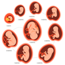 پیش‌نمایش فایل birth-process-4549443 از پک پزشکی و مراقبت های بهداشتی