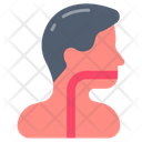 پیش‌نمایش فایل esophagus-9467538 از پک اجزای بدن انسان و اندام‌ها