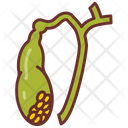 پیش‌نمایش فایل gallbladder-9468411 از پک اجزای بدن انسان و اندام‌ها