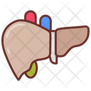 پیش‌نمایش فایل liver-9468398 از پک اجزای بدن انسان و اندام‌ها