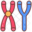 پیش‌نمایش فایل masculine-chromosomes-9468446 از پک اجزای بدن انسان و اندام‌ها