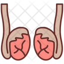 پیش‌نمایش فایل testicles-9468406 از پک اجزای بدن انسان و اندام‌ها