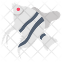 پیش‌نمایش فایل angel-fish-9983428 از پک اقیانوس