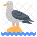 پیش‌نمایش فایل sea-gull-9983384 از پک اقیانوس