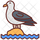پیش‌نمایش فایل sea-gull-9983484 از پک اقیانوس