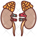پیش‌نمایش فایل adrenal-gland-10340888 از پک اندام‌های داخلی بدن