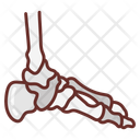 پیش‌نمایش فایل feet-bone-10340947 از پک اندام‌های داخلی بدن