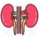 پیش‌نمایش فایل kidney-10340916 از پک اندام‌های داخلی بدن