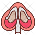 پیش‌نمایش فایل nasal-septal-10340950 از پک اندام‌های داخلی بدن