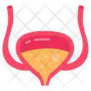 پیش‌نمایش فایل bladder-10341028 از پک اندام‌های داخلی بدن