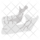 پیش‌نمایش فایل jaw-bone-10340999 از پک اندام‌های داخلی بدن