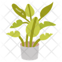 پیش‌نمایش فایل banana-plant-10811707 از پک گیاهان فضای داخلی