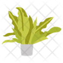 پیش‌نمایش فایل birds-nest-fern-10811672 از پک گیاهان فضای داخلی