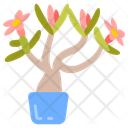 پیش‌نمایش فایل desert-rose-10811730 از پک گیاهان فضای داخلی