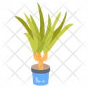 پیش‌نمایش فایل dragon-plant-10811721 از پک گیاهان فضای داخلی