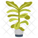 پیش‌نمایش فایل fiddle-leaf-fig-10811726 از پک گیاهان فضای داخلی