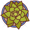 پیش‌نمایش فایل echeveria-10802124 از پک گیاهان فضای داخلی