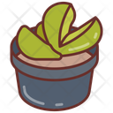 پیش‌نمایش فایل mimicry-plant-10802097 از پک گیاهان فضای داخلی