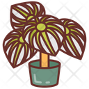 پیش‌نمایش فایل peperomia-10802127 از پک گیاهان فضای داخلی