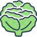 پیش‌نمایش فایل cabbage-14632847 از پک کشاورزی