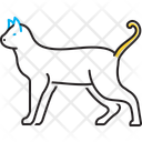 پیش‌نمایش فایل cat-14515969 از پک حیوان خانگی