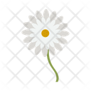 پیش‌نمایش فایل daisy-13647275 از پک گل