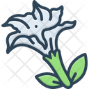 پیش‌نمایش فایل datura-stramonium-2758114 از پک گل