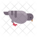 پیش‌نمایش فایل eating-pigeon-2546914 از پک حیوان
