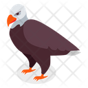 پیش‌نمایش فایل usa-eagle-4873408 از پک فرهنگ آمریکا