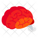 پیش‌نمایش فایل human-brain-4449739 از پک اندام‌های بدن
