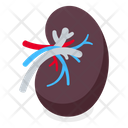 پیش‌نمایش فایل kidney-4449742 از پک اندام‌های بدن