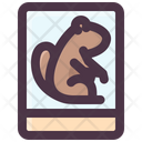 پیش‌نمایش فایل groundhog-photo-2097814 از پک روز مارموت