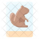 پیش‌نمایش فایل groundhog-photo-2097664 از پک روز مارموت