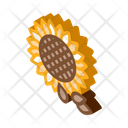 پیش‌نمایش فایل sunflower-seeds-2661422 از پک غذا آجیل