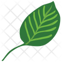 پیش‌نمایش فایل basil-leaf-2243293 از پک طبیعت