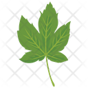 پیش‌نمایش فایل maple-leaf-2243275 از پک طبیعت