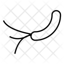 پیش‌نمایش فایل bacteria-146 از پک علم – جلد ۲
