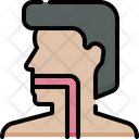 پیش‌نمایش فایل esophagus-4848343 از پک آناتومی اندام‌ها