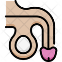 پیش‌نمایش فایل penis-4848363 از پک آناتومی اندام‌ها