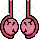 پیش‌نمایش فایل testicular-4848369 از پک آناتومی اندام‌ها