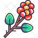 پیش‌نمایش فایل coffee-fruit-6400914 از پک باریستا قهوه